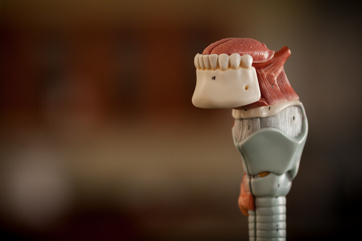 Department of Communication Sciences and Disorders