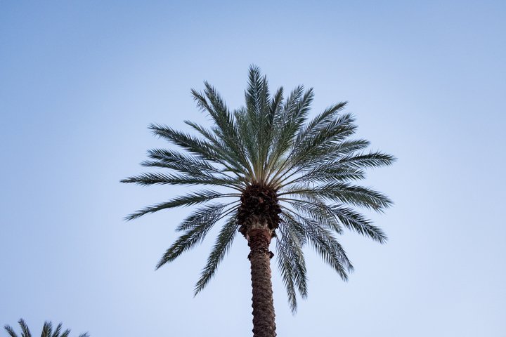 Palm tree at CBU